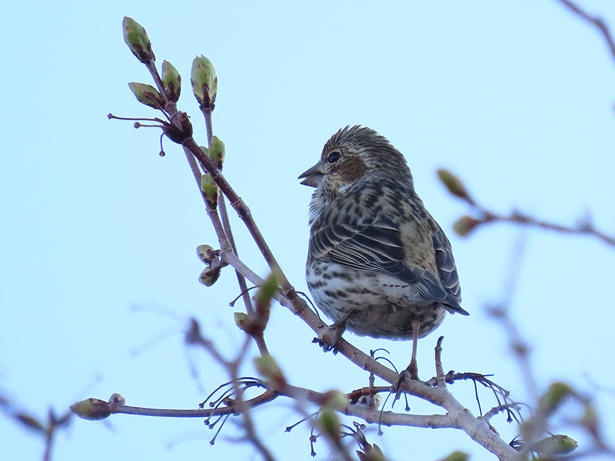 Cassin’s Finch (first-year male), East Millcreek, Salt Lake City, Utah, 08 April 2021.