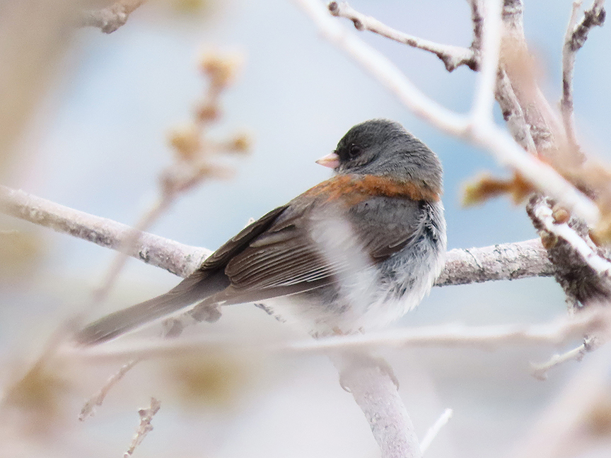 Dark-eyed Junco, East Millcreek, Salt Lake City, Utah, 27 April 2021.