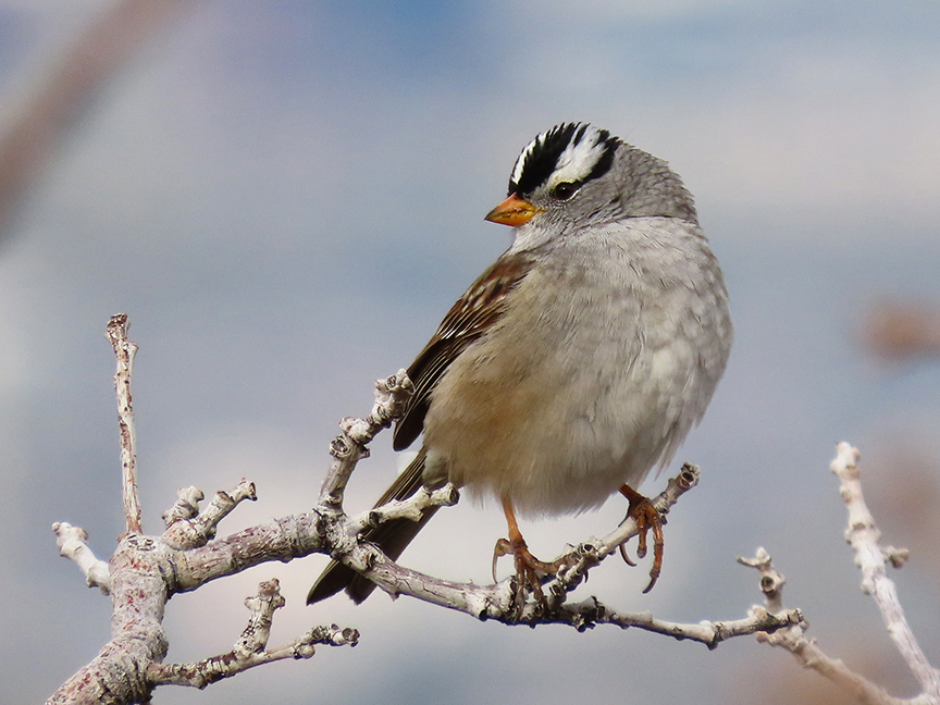 White-crowned Sparrow (first-of-year), East Millcreek, Salt Lake City, Utah, 23 April 2021.