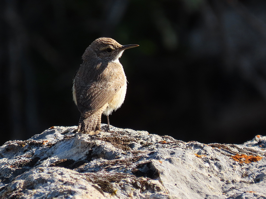Rock Wren, East Millcreek, Salt Lake City, Utah, 16 May 2021.