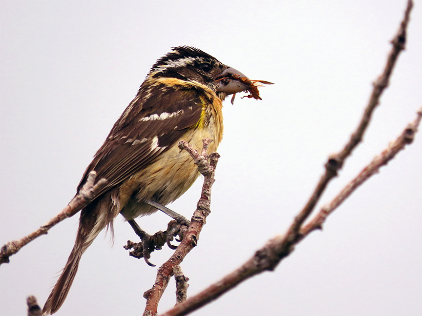 Black-headed Grosbeak (female), East Millcreek, Salt Lake City, Utah, 23 June 2021.
