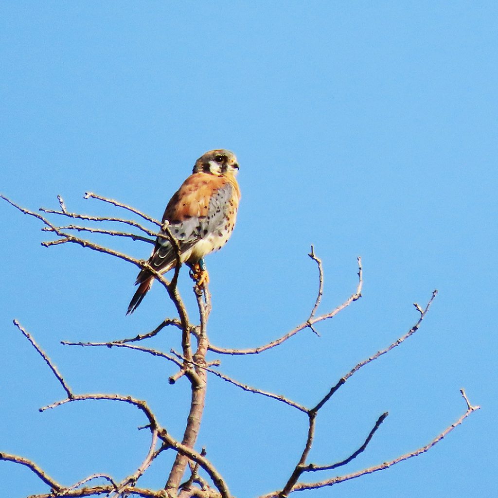 American Kestrel, East Millcreek, Salt Lake City, Utah, 26 August 2021.
