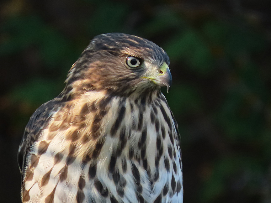 Portrait of Cooper’s Hawk (imm.), East Millcreek, Salt Lake City, Utah, 07 August 2021.
