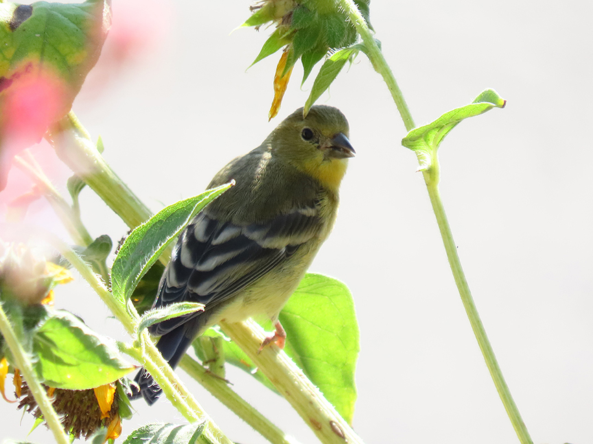 Lesser Goldfinch in the sunflowers, East Millcreek, Salt Lake City, Utah, 01 October 2021.