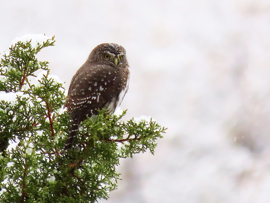 Northern Pygmy Owl, East Millcreek, Salt Lake City, Utah, 26 October 2021.