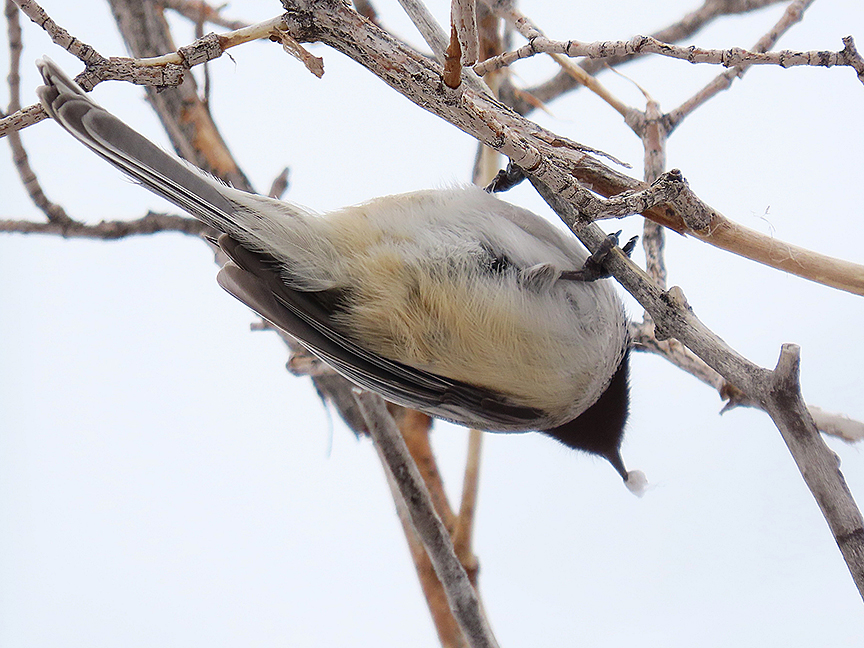 Chickadee found a morsel, East Millcreek, Salt Lake City, Utah, 29 December 2021.
