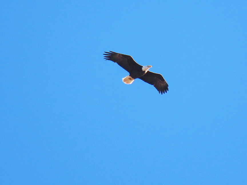 Bald Eagle, East Millcreek, Salt Lake City, Utah, 31 January 2022.