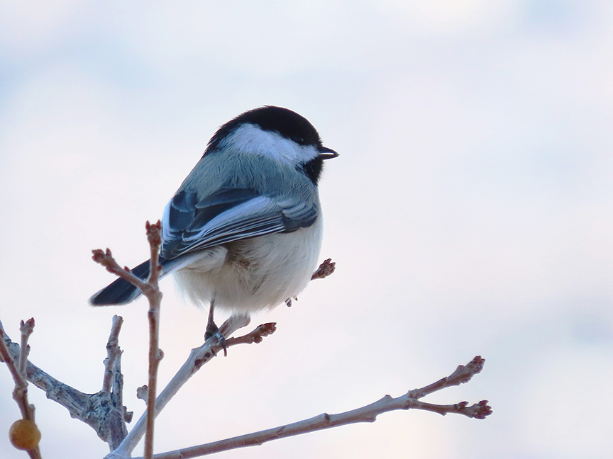 Black-capped Chickadee, East Millcreek, Salt Lake City, Utah, 04 February 2022.