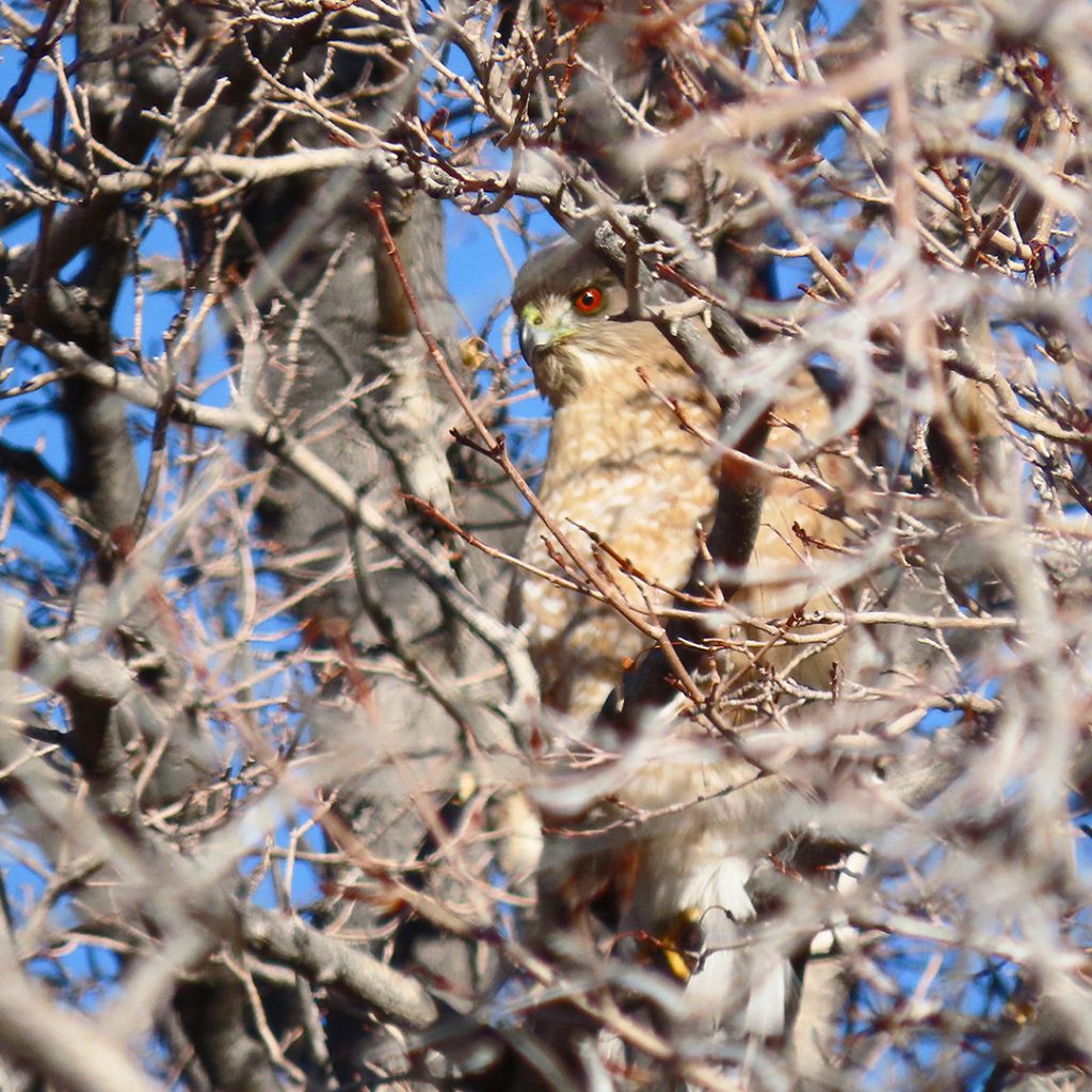 Bird Report » Blog Archive » Emergence