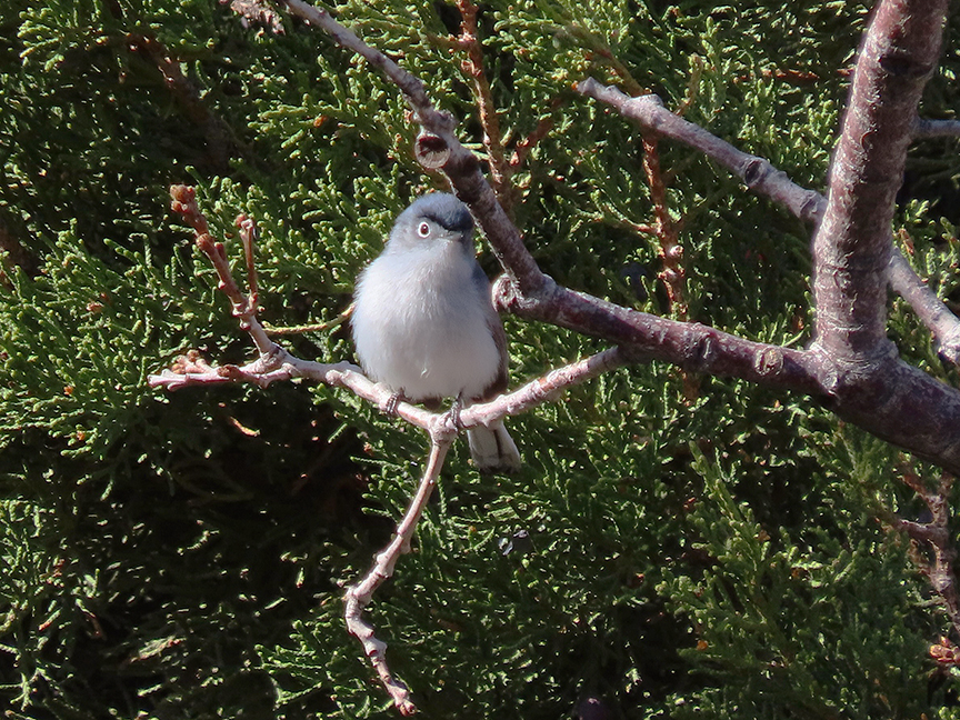 Blue-gray Gnatcatcher (first-of-year bird), East Millcreek, Salt Lake City, Utah, 18 April 2021.