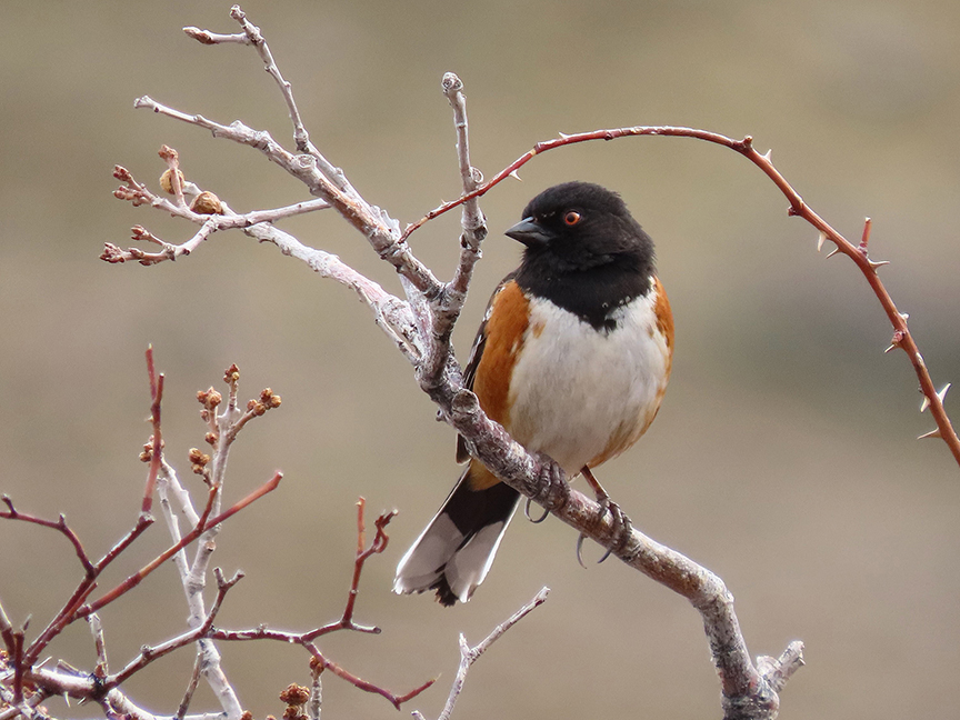 Spotted Towhee, East Millcreek, Salt Lake City, Utah, 16 April 2022.