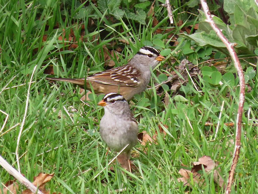 White-crowned Sparrows (first of year), East Millcreek, Salt Lake City, Utah, 19 April 2022.