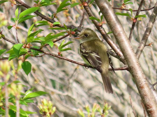 Alder Flycatcher (first of year), Beech Hill Preserve, Rockport, Maine, 19 May 2022.