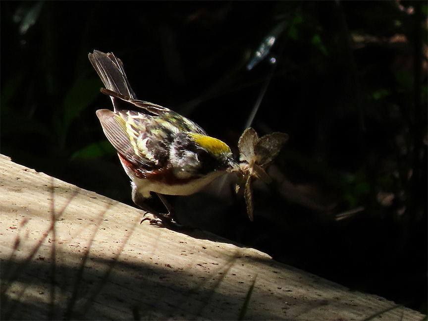 Chestnut-sided Warbler (wrangling a moth), Beech Hill Preserve, Rockport, Maine, 30 June 2022.