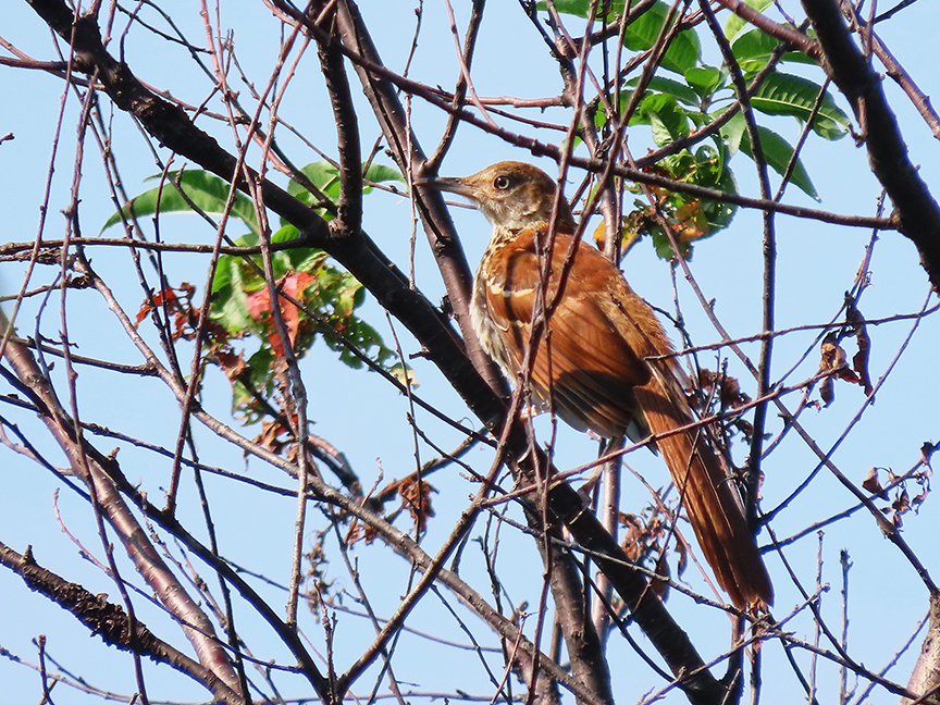 Brown Thrasher, Beech Hill Preserve, Rockport, Maine, 06 August 2022.
