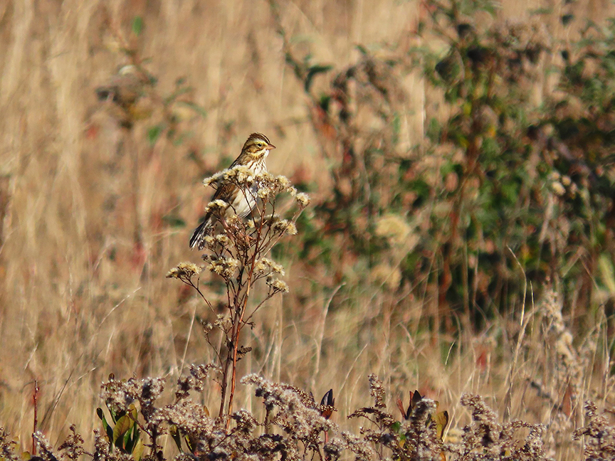 Savannah Sparrow, Beech Hill Preserve, Rockport, Maine, 30 October 2022.