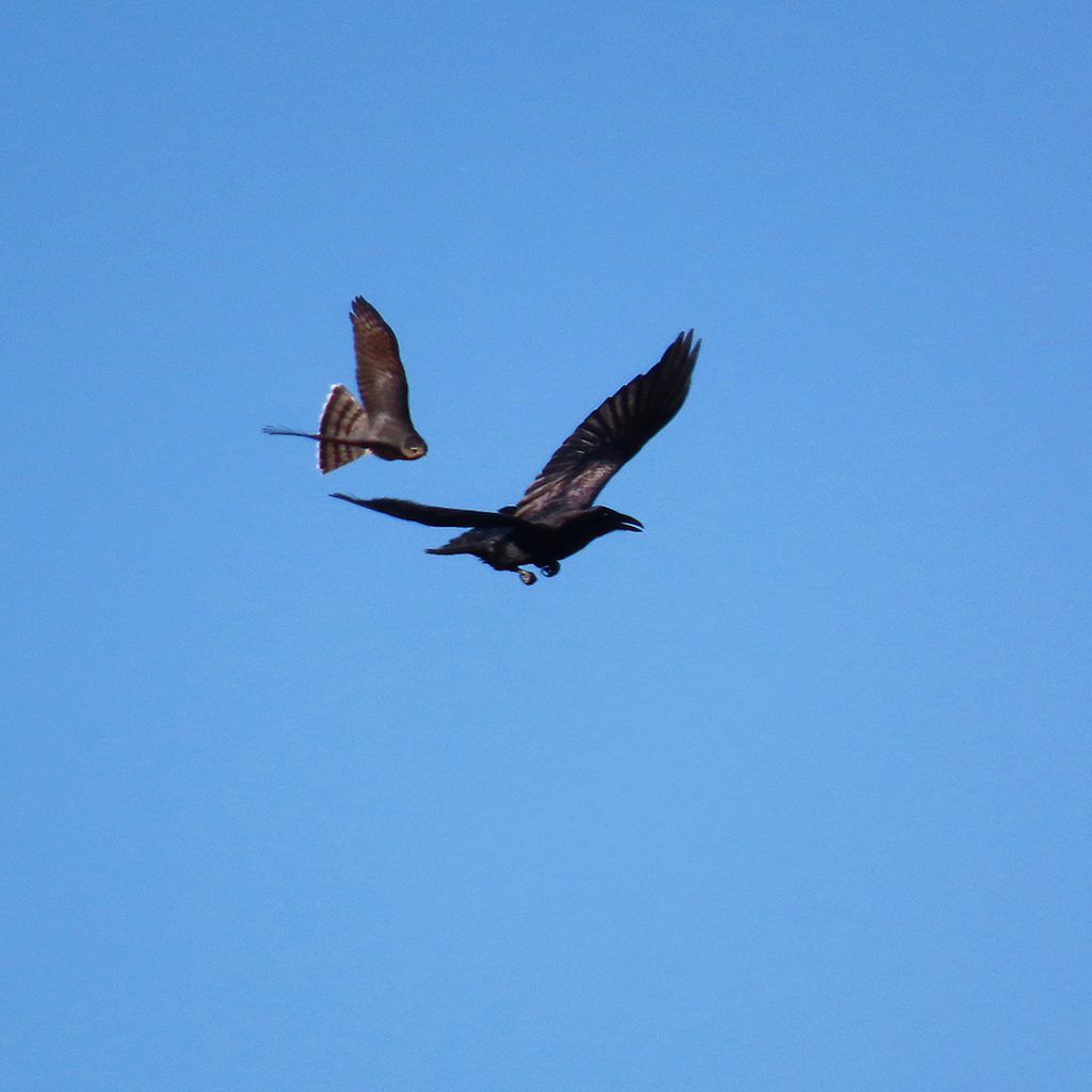 Bird Report Blog Archive Drama In The Blue