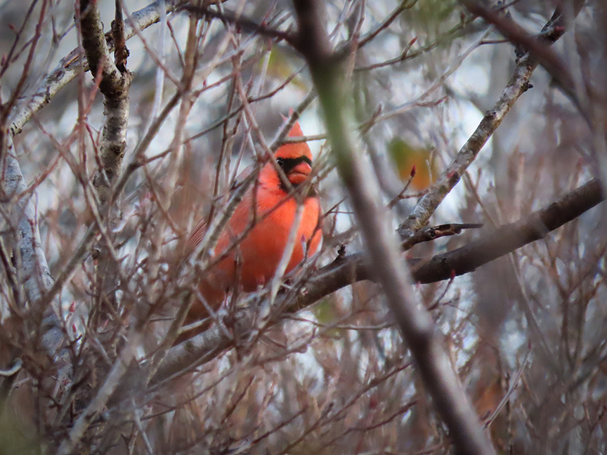 Glimpse of Northern Cardinal, Beech Hill Preserve, Rockport, Maine, 28 November 2022.