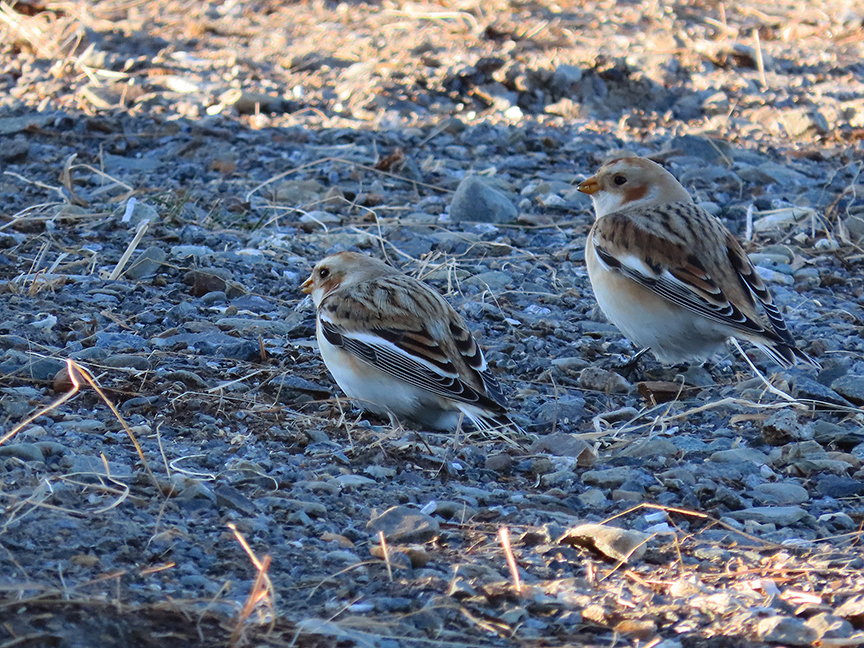 Snow Buntings, Beech Hill Preserve, Rockport, Maine, 19 November 2022.