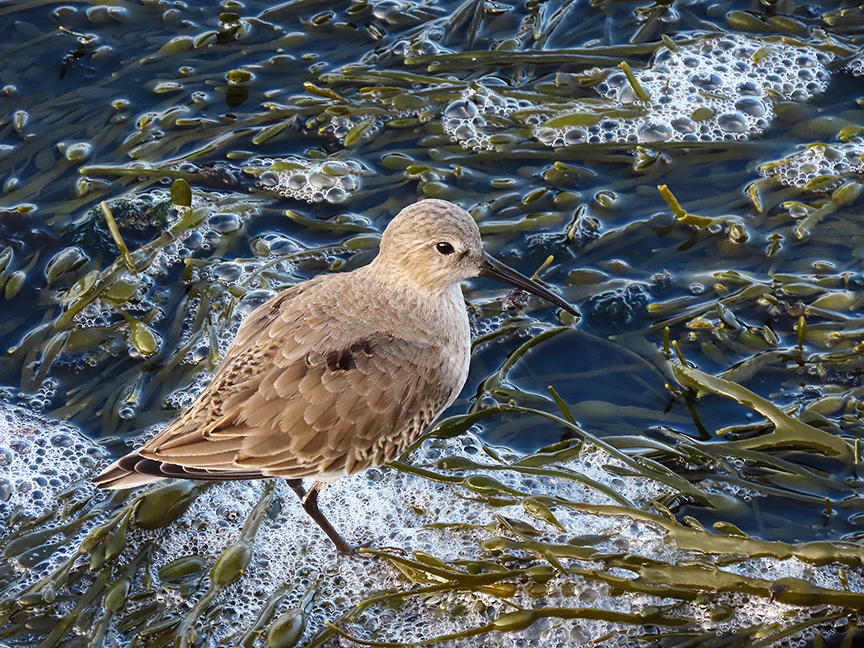 Dunlin, Rockland Breakwater, Rockland, Maine, 18 December 2022.