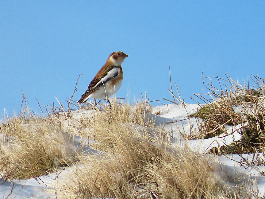 Snow Bunting (non-breeding female), Beech Hill Preserve, Rockport, Maine, 18 January 2023.