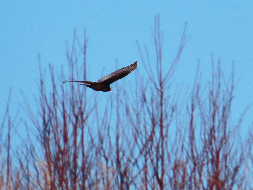 Turkey Vulture (first of year), Beech Hill Preserve, Rockport, Maine, 27 February 2023.
