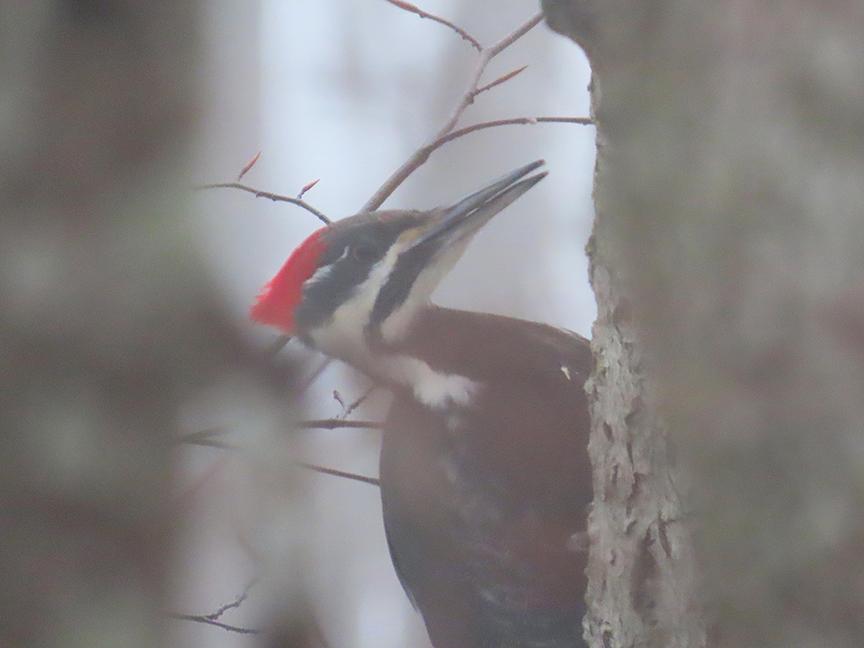 Pileated Woodpecker (female), Beech Hill Preserve, Rockport, Maine, 23 March 2023.
