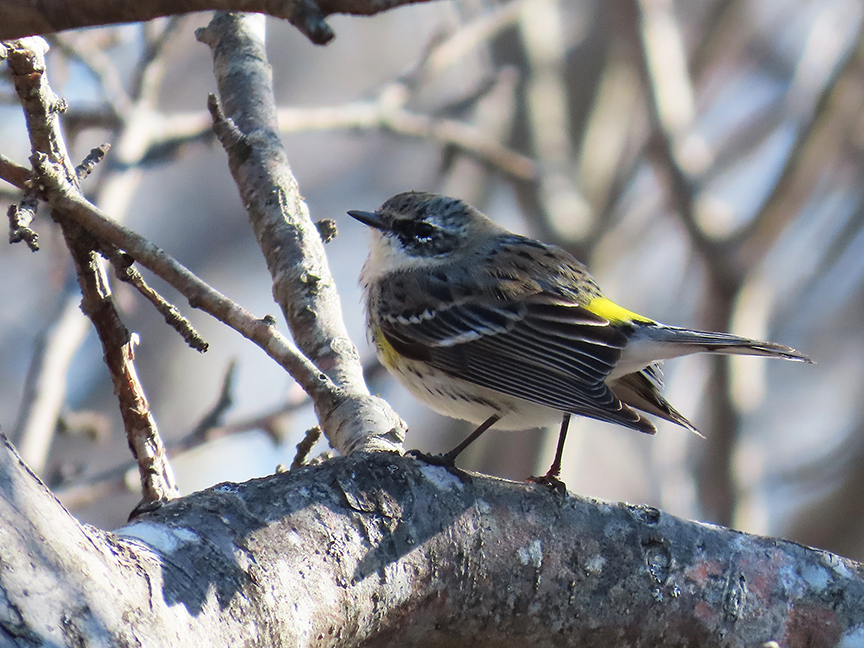 Yellow-rumped Warbler, Beech Hill Preserve, Rockport, Maine, 29 March 2023.