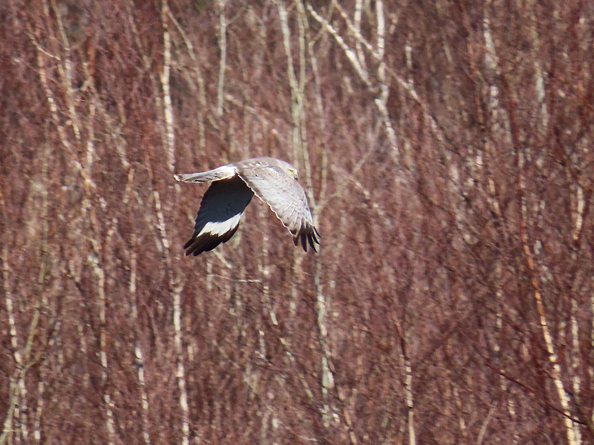Gray ghost (male Northern Harrier), Beech Hill Preserve, Rockport, Maine, 08 April 2023.