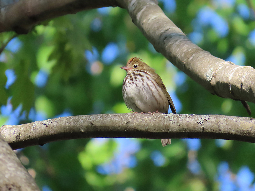 Ovenbird, Beech Hill Preserve, Rockport, Maine, 18 May 2023.