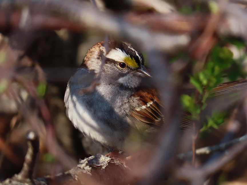 White-throated Sparrow, Beech Hill Preserve, Rockport, Maine, 10 May 2023.