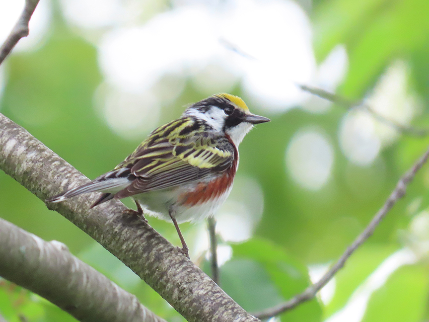 Chestnut-sided Warbler, Beech Hill Preserve, Rockport, Maine, 06 June 2023.