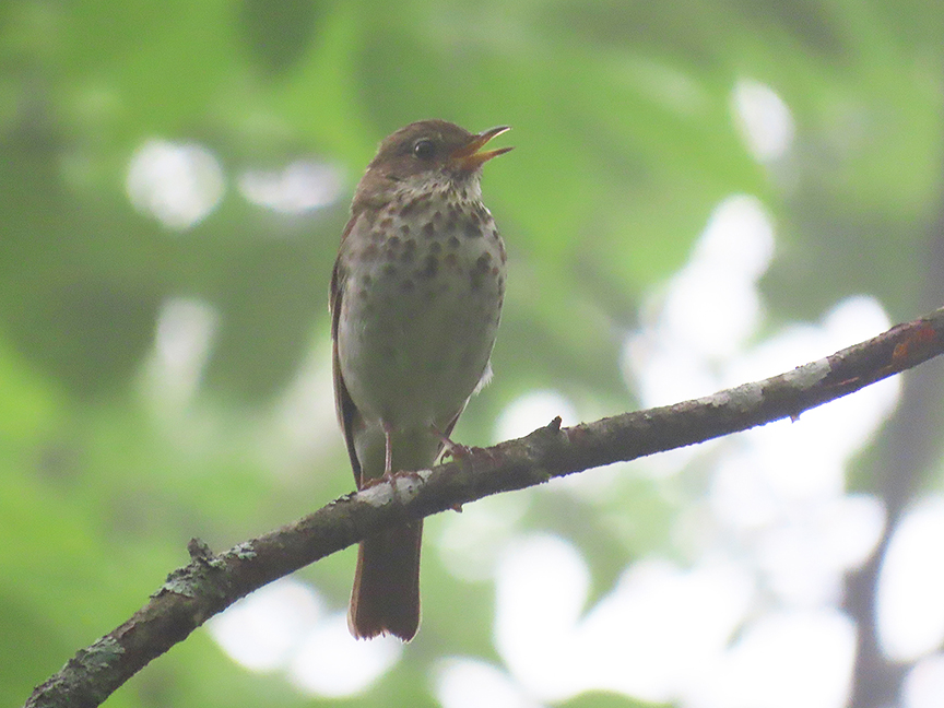 Hermit Thrush, Beech Hill Preserve, Rockport, Maine, 28 June 2023.