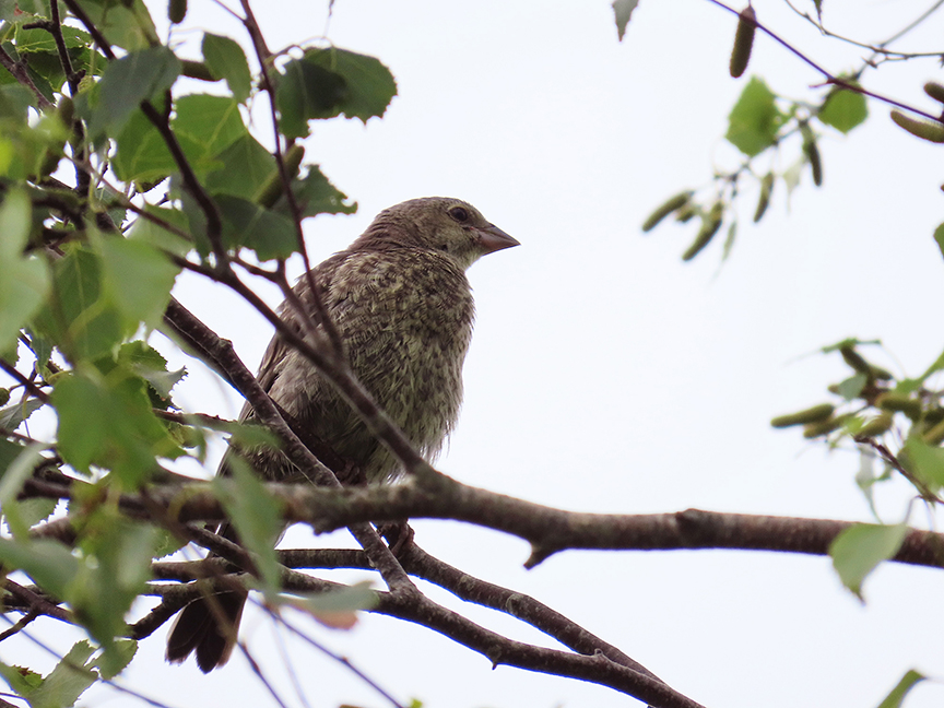 Brown-headed Cowbird (juvie), Beech Hill Preserve, Rockport, Maine, 14 July 2023.