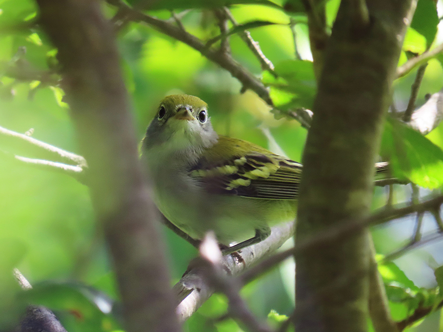 Chestnut-sided Warbler (juvie), Beech Hill Preserve, Rockport, Maine, 11 August 2023.