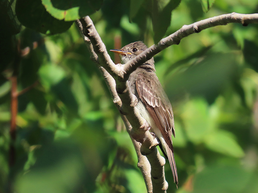 Alder Flycatcher (juvie), Beech Hill Preserve, Rockport, Maine, 01 September 2023.