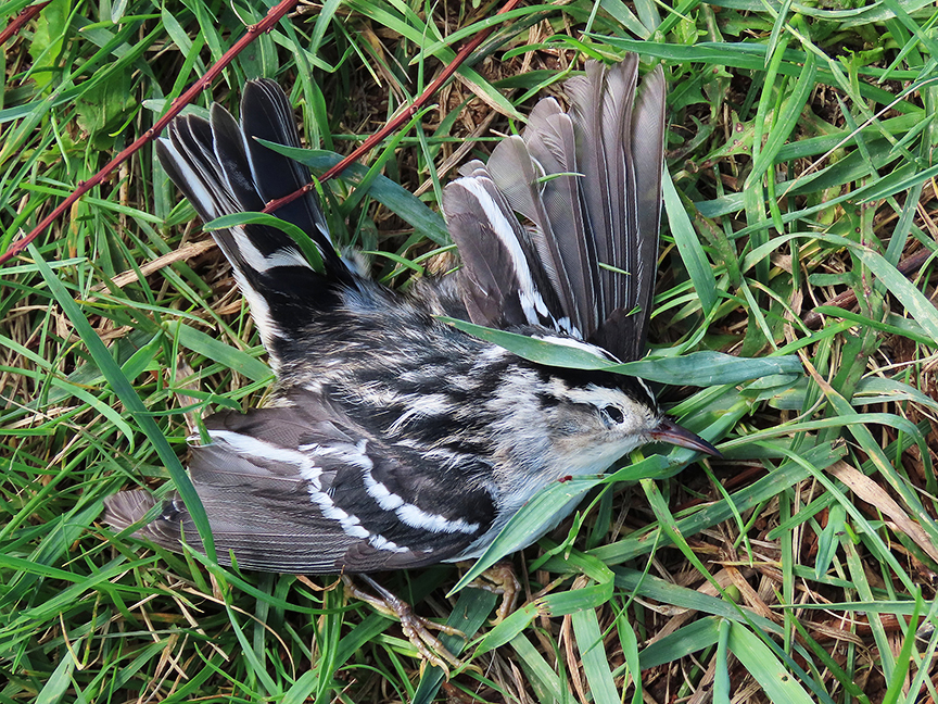 Black-and-white Warbler (deceased), Beech Hill Preserve, Rockport, Maine, 20 September 2023.