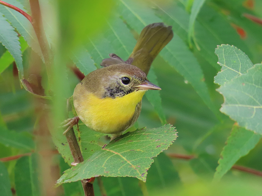 Common Yellowthroat (immature male), Beech Hill Preserve, Rockport, Maine, 11 September 2023.