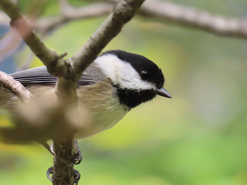 Black-capped Chickadee, Beech Hill Preserve, Rockport, Maine, 01 October 2023.
