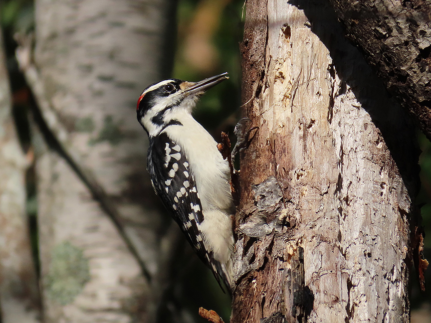 Hairy Woodpecker (male), Beech Hill Preserve, Rockport, Maine, 10 October 2023.