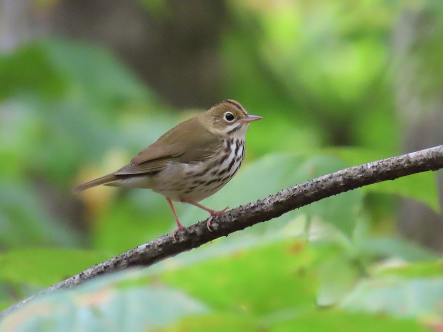 Ovenbird