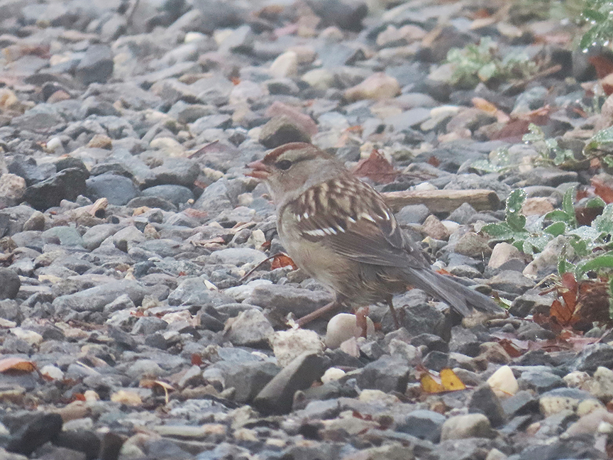 White-crowned Sparrow, Beech Hill Preserve, Rockport, Maine, 05 October 2023.
