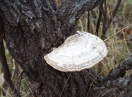 Fungus